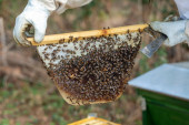 Ovo sigurno niste znali o pčelama! Ne prave sve pčele med, čak 850 vrsta pčela u Srbiji nisu medonosne, ali bez njih bi naš svet nestao!