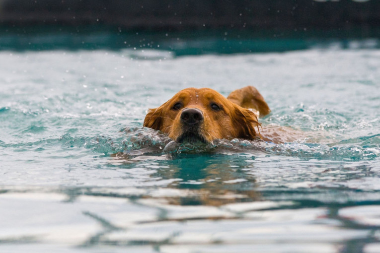 Obožavaju vodu i samo vrebaju priliku da uskoče: Osam rasa pasa koji su zaljubljeni u vodu, a za neke nikad ne biste pomislili